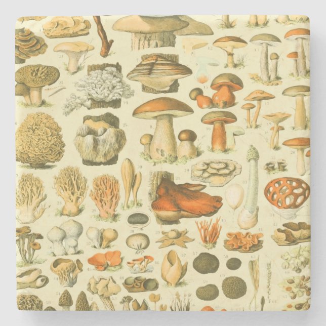Mushroom Vintage Toadstool Antique Illustration Stone Coaster (Front)