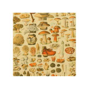 Mushroom Vintage Toadstool Antique Illustration Wood Wall Art