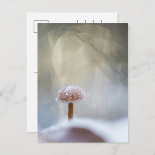 Mushroom Winter Photo Holiday Postcard