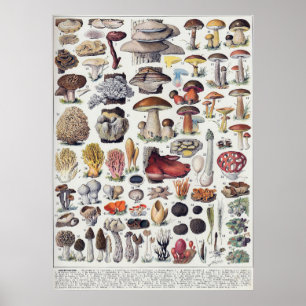 Mushrooms 2 poster