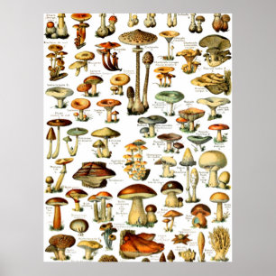 MUSHROOMS 4 POSTER