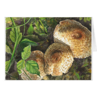 Mushrooms always attractive to the eyes of onlooke