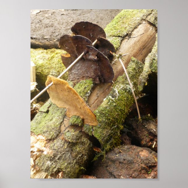 MUSHROOMS BIG ISLAND HAWAII POSTER (Front)