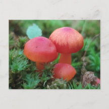 Mushrooms Bright Red on Forest Floor