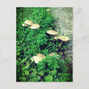 Mushrooms & Clovers Postcard