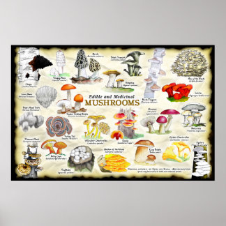 Mushrooms (edible and medicinal) poster