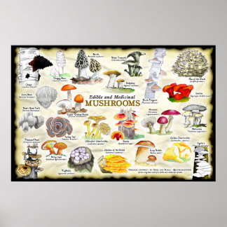 Mushrooms (edible and medicinal) poster