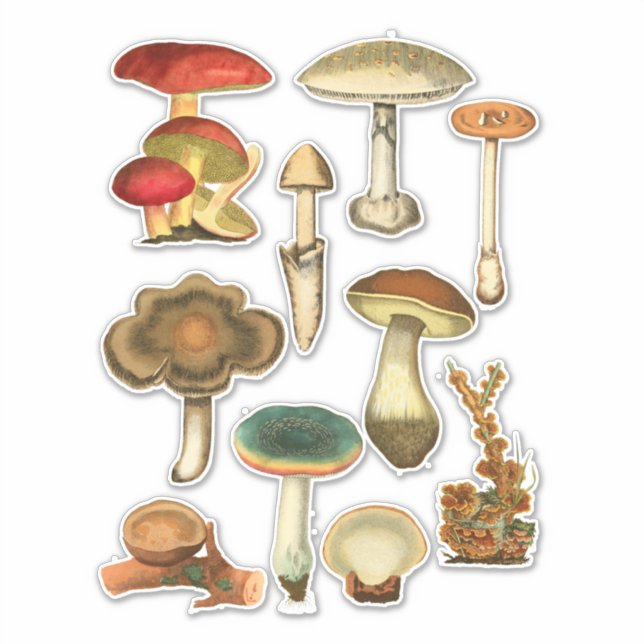 Mushrooms Fungi Plants Botanical Garden art (Front)