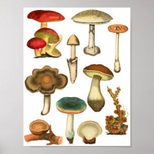 Mushrooms Fungi Plants Nature Botanicals art Poster