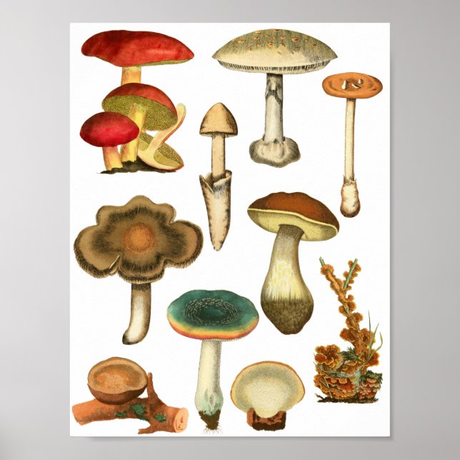 Mushrooms Fungi Plants Nature Botanicals art  Poster (Front)