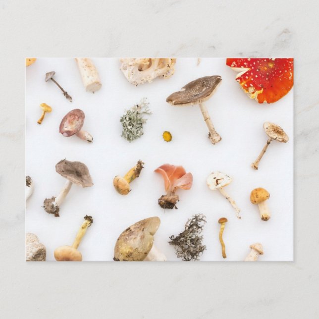 Mushrooms Fungus Postcard (Front)
