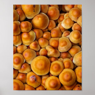 Mushrooms Fungus Poster