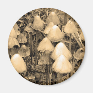 Mushrooms in Sepia Magnet