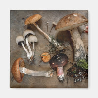 Mushrooms  Love Fungi