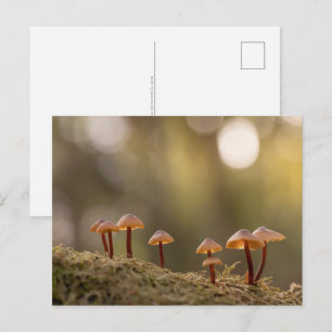 Mushrooms Nature Photo Postcard