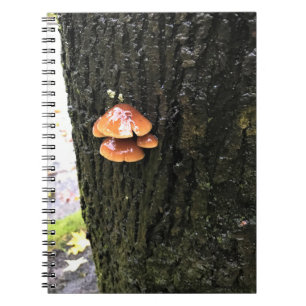Mushrooms on a Tree, Oregon Notebook