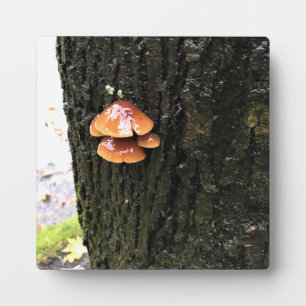 Mushrooms on a Tree, Oregon Plaque