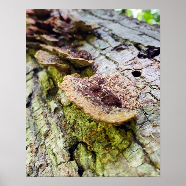 Mushrooms on Fallen Tree Poster (Front)