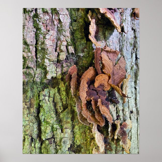 Mushrooms on Tree Trunk Poster (Front)