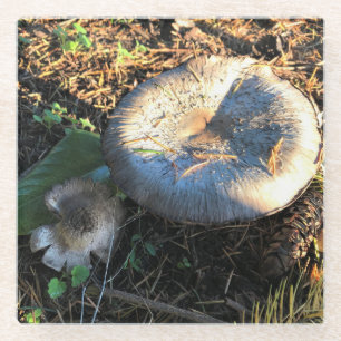 Mushrooms, Oregon Glass Coaster