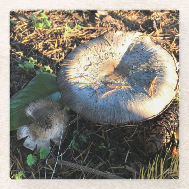 Mushrooms, Oregon Glass Coaster (Front)