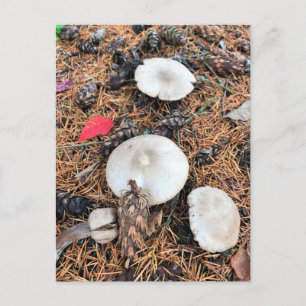 Mushrooms & Pine Cones Postcard