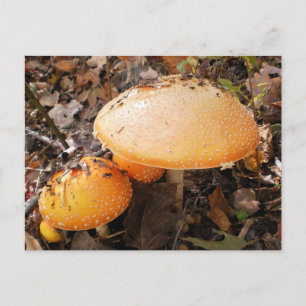 Mushrooms Postcard