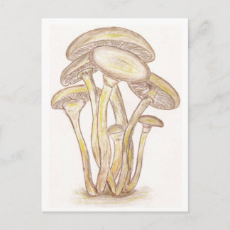 Mushrooms Postcard