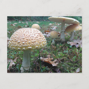 mushrooms postcard