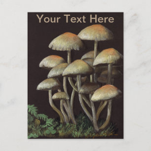 Mushrooms Postcard