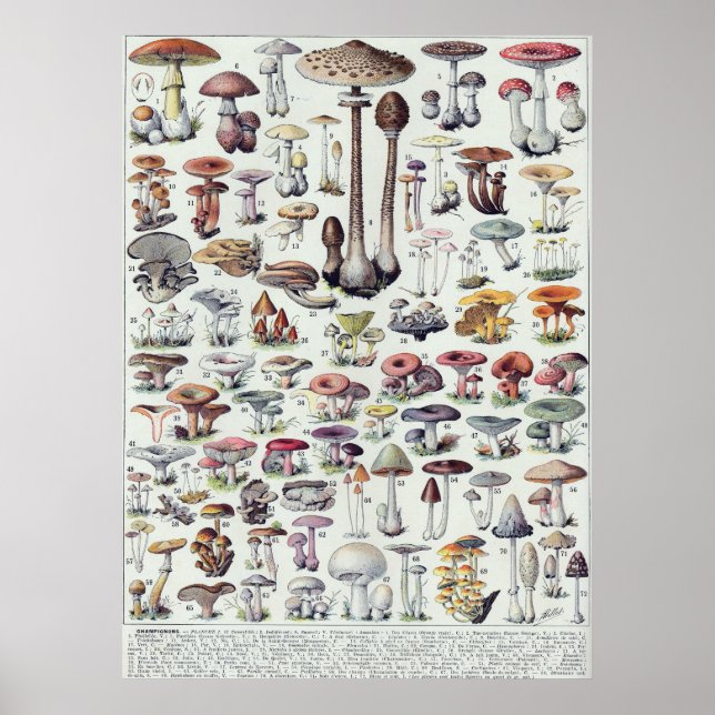 Mushrooms Poster (Front)