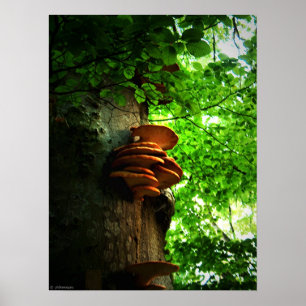 mushrooms poster