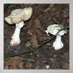 Mushrooms Poster