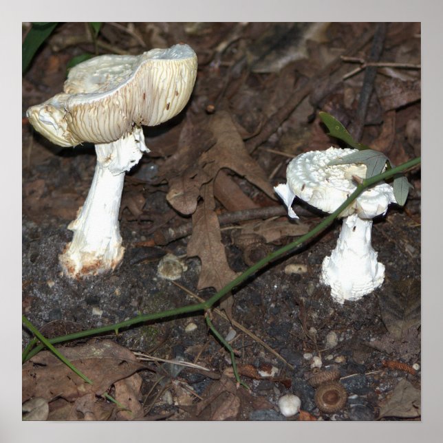 Mushrooms Poster (Front)