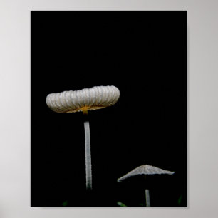 Mushrooms  poster