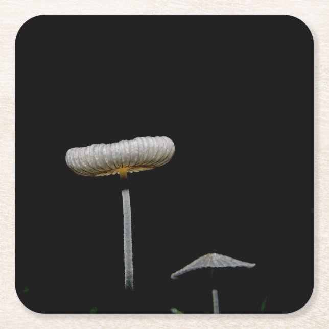 Mushrooms Square Paper Coaster (Front)