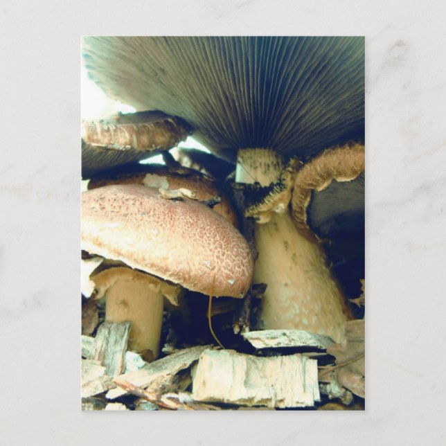 Mushrooms Underneath Photos Postcard (Front)