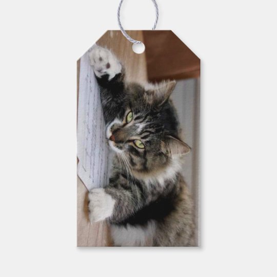 Musical Cat Gift Tags Zazzlecouk