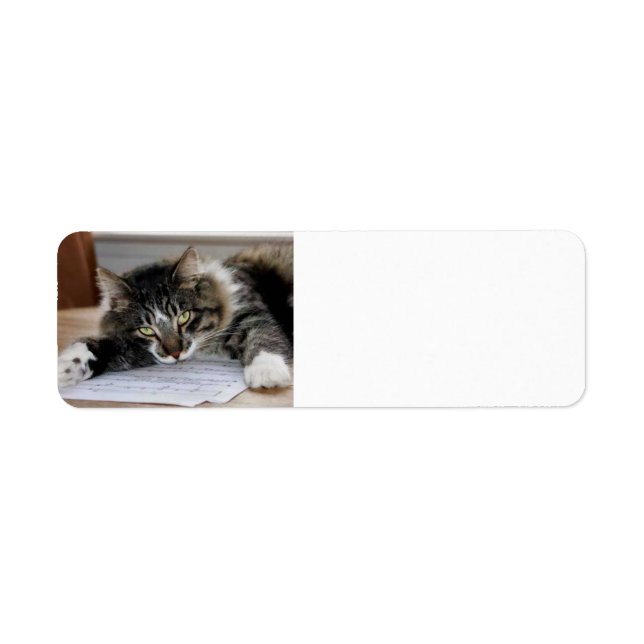 Musical Cat Return Address Labels (Front)
