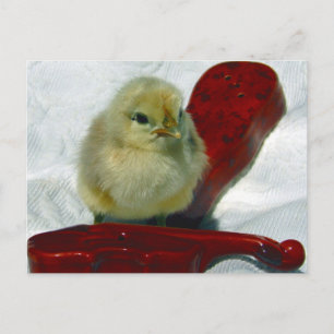 Musical Chick Postcard