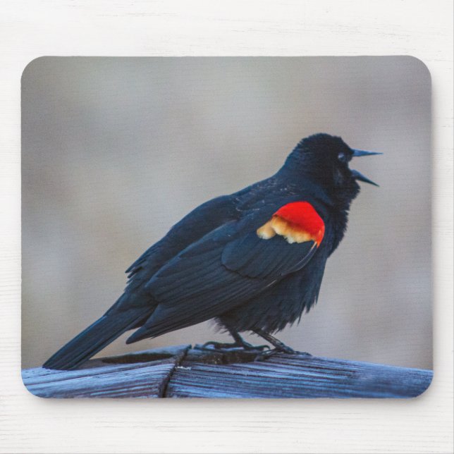 Musical Redwing Blackbird in a Marsh  Mouse Mat (Front)