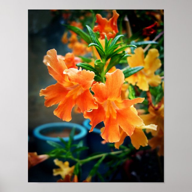 Musk Flowers Poster (Front)