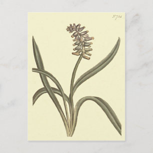 Musk Grape Hyacinth Botanical Illustration Postcard