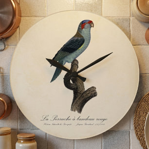 Musk Lorikeet, Trichoglossus Concinnus Large Clock