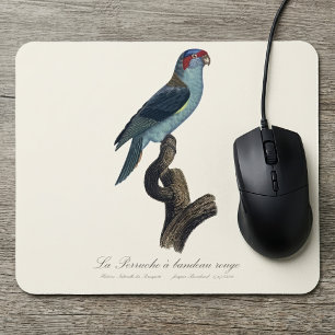 Musk Lorikeet, Trichoglossus Concinnus Mouse Mat