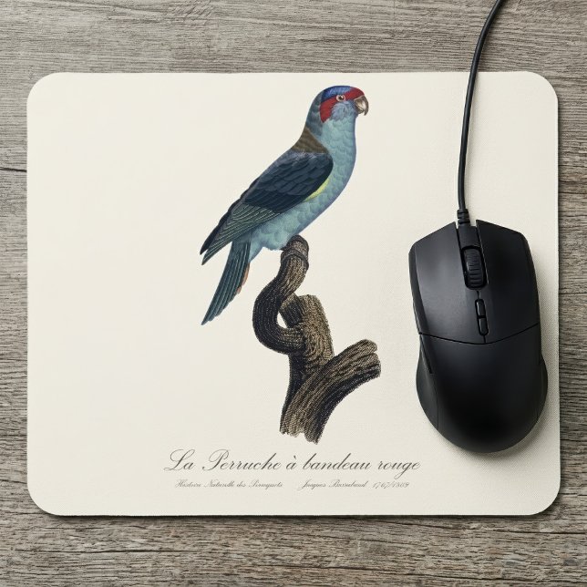 Musk Lorikeet, Trichoglossus Concinnus Mouse Mat (Musk Lorikeet, Trichoglossus Concinnus. Mouse Pad)