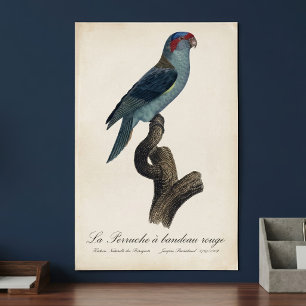 Musk Lorikeet, Trichoglossus Concinnus Poster