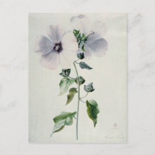 Musk Mallow, 18th century Postcard