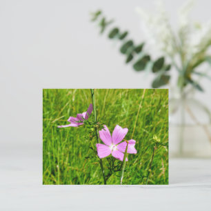 Musk-mallow Postcard