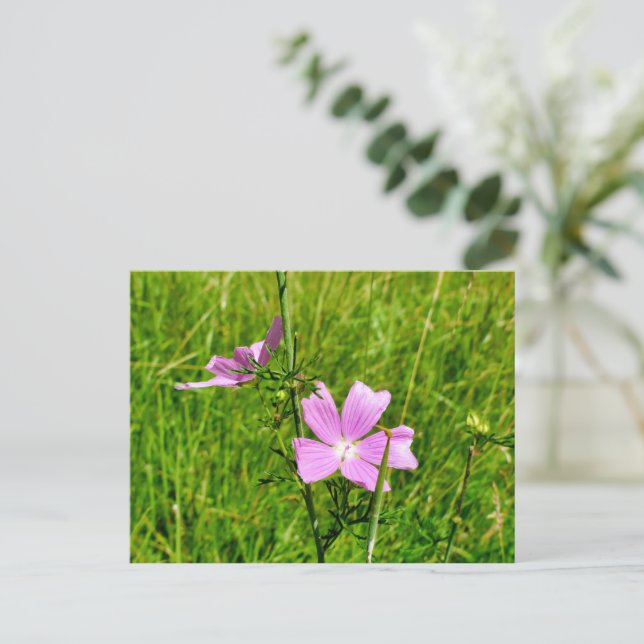 Musk-mallow Postcard (Standing Front)